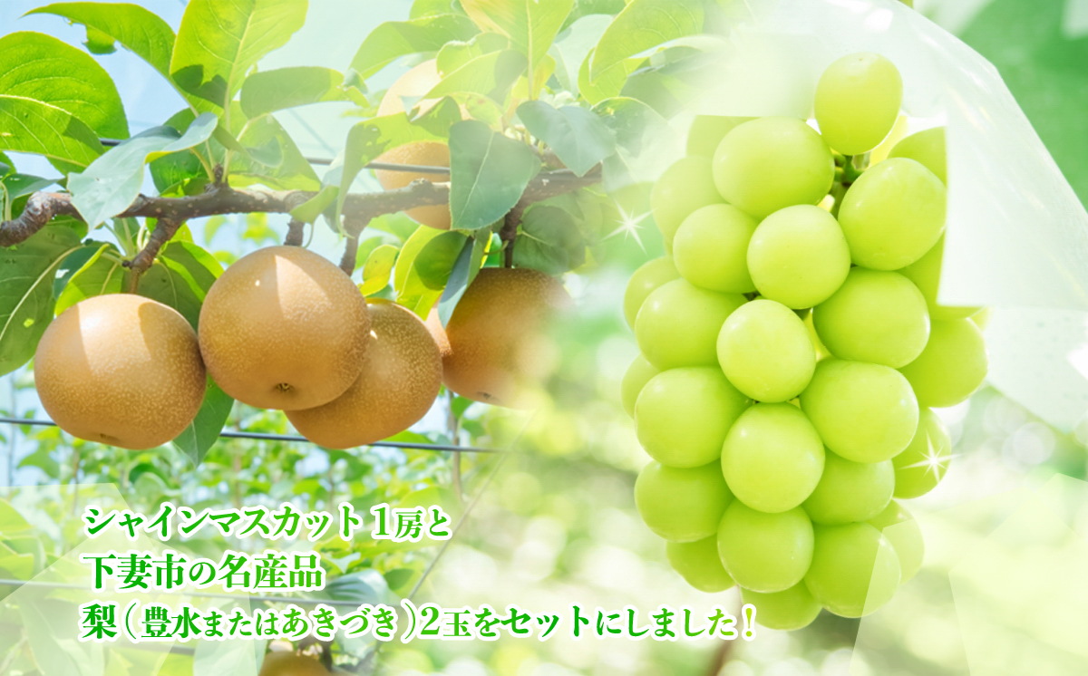 ã 2026幎 å
è¡äºçŽ ã ã·ã£ã€ã³ãã¹ã«ãã ïŒ æ¢š é£ã¹æ¯ã¹ã»ãã ã·ã£ã€ã³ãã¹ã«ãã 1æ¿ çŽ650ïœïŒç²ããã¯(100gåïŒïŒæ¢š 2çïŒè±æ°Žåã¯ããã¥ãïŒ ã 2026幎9æäžæ¬ïœ9æäžæ¬é çºéäºå® ã ã ãã«ãŒã æç© ã¶ã©ã ãã㊠è¡è ã·ã£ã€ã³ ãã¹ã«ãã æ¢š ããã¥ã è±æ°Ž èšåçç£ åœç£ äººæ° èŸ²å ã¹ã€ãŒã ãåãå¯ã ã