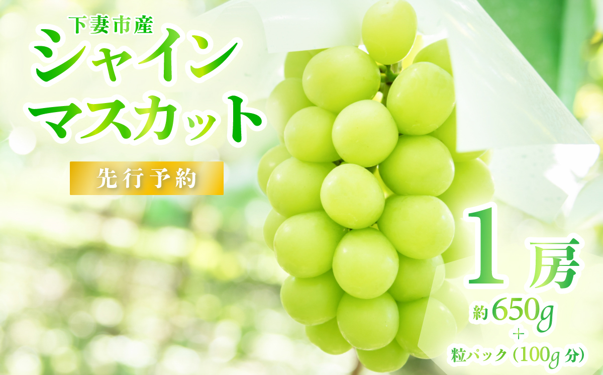 [2026年 先行予約]シャインマスカット1房 約650g + 粒パック ( 100g分 )[石崎ぶどう園](2026年8月下旬から9月下旬頃発送予定)[ フルーツ 果物 ぶどう ブドウ 葡萄 シャイン マスカット 茨城県産 国産 人気 農園 スイーツ お取り寄せ ]