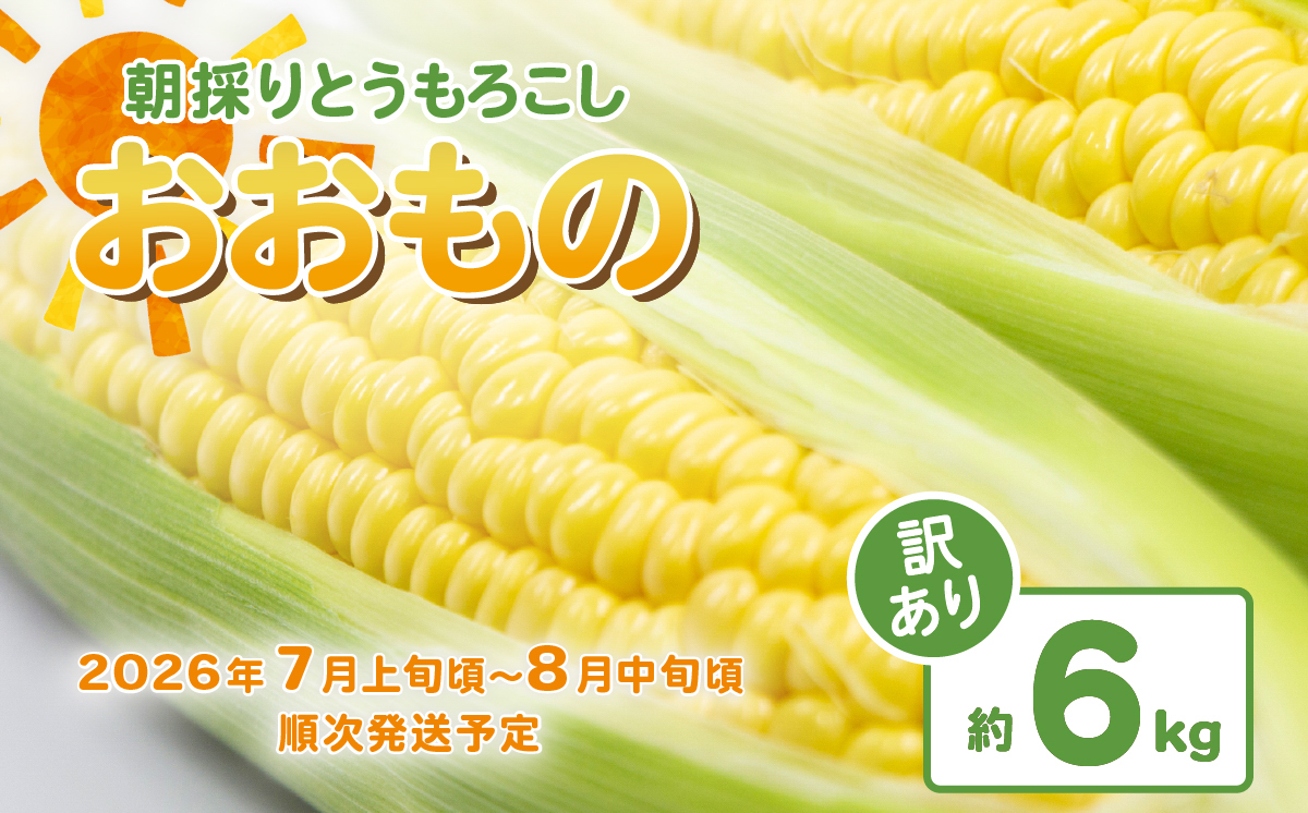【訳あり】【先行予約】下妻産朝採りとうもろこし（おおもの）約6kg【2026年7月上旬～8月中旬ころ順次発送予定】【 とうもろこし コーン 糖度 トウモロコシ おおもの 朝採り 新鮮 スイートコーン スイート 】