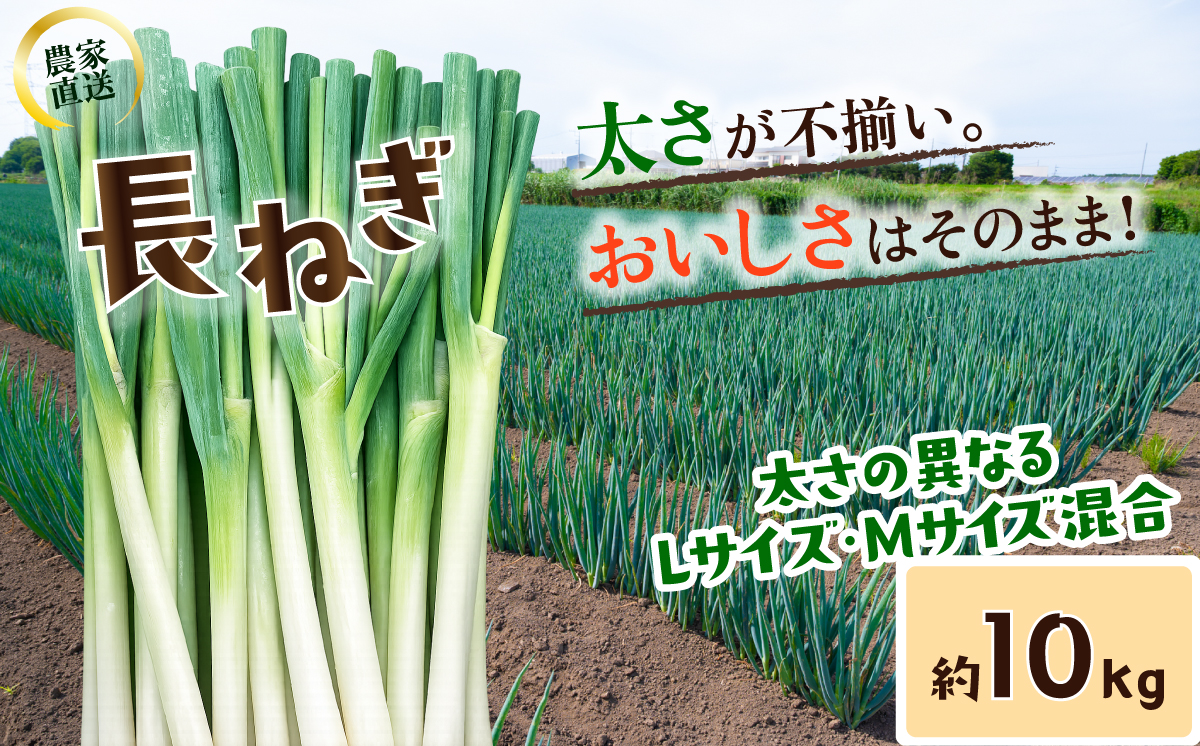 長ねぎ《容量が選べる！》茨城県産 5kg / 10kg【茨城県 下妻市産 長ねぎ 長ネギ 長葱 白ねぎ 白ネギ 白葱 ねぎ ネギ 葱 野菜 採れたて 旬野菜 季節の野菜 鍋 おすすめ】