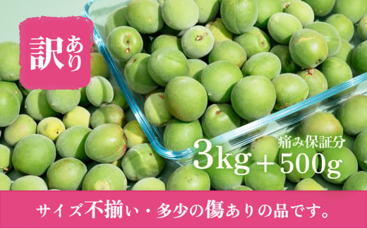 【先行予約】【訳あり】青梅3kg＋500g（傷み保証分） 計3.5kg【2026年5月末～6月頃発送予定】【 青梅 梅酒 梅 うめ 梅シロップ 梅ジュース 梅ジャム 障がい者雇用 】