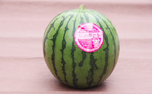 【先行予約】茨城県産ピノガール約3kg（2個）【2026年5月中旬～6月中旬ごろ発送予定】【 こだますいか 小玉すいか スイカ 西瓜 果物 くだもの フルーツ 国産 季節限定 人気 贈り物 お取り寄せ プレゼント 厳選 デザート 】