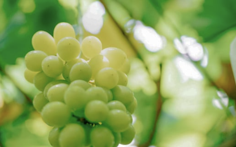 ã 2026幎 å
è¡äºçŽ ã ã·ã£ã€ã³ãã¹ã«ãã ïŒ æ¢š é£ã¹æ¯ã¹ã»ãã ã·ã£ã€ã³ãã¹ã«ãã 2æ¿ çŽ1kg ïŒæ¢š 4~5çïŒæ°é«æ¢šåã¯æ°èïŒ ã 2026幎9æäžæ¬é ã10æäžæ¬çºéäºå® ã ã ãã«ãŒã æç© ã¶ã©ã ãã㊠è¡è ã·ã£ã€ã³ ãã¹ã«ãã æ¢š æ°é«æ¢š æ°è èšåçç£ åœç£ äººæ° èŸ²å ã¹ã€ãŒã ãåãå¯ã ã