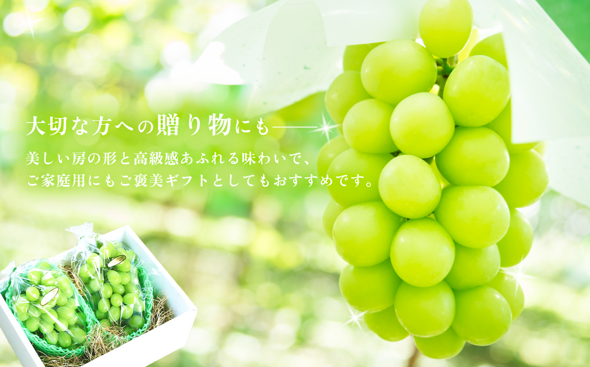 【2026年 先行予約】シャインマスカット2~3房（約1.5kg）贈答用【石崎ぶどう園】（2026年8月下旬から9月下旬頃発送予定）【 フルーツ 果物 ぶどう ブドウ 葡萄 シャイン マスカット 茨城県産 国産 人気 農園 スイーツ お取り寄せ 】