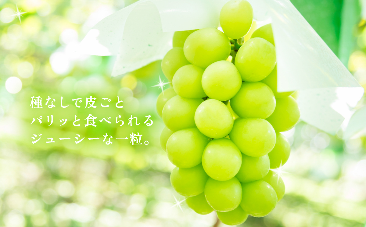 ã2026幎 å
è¡äºçŽãã·ã£ã€ã³ãã¹ã«ãã1æ¿ çŽ650g ïŒ ç²ãã㯠( 100gå ïŒãç³åŽã¶ã©ãåãïŒ2026幎8æäžæ¬ãã9æäžæ¬é çºéäºå®ïŒã ãã«ãŒã æç© ã¶ã©ã ãã㊠è¡è ã·ã£ã€ã³ ãã¹ã«ãã èšåçç£ åœç£ äººæ° èŸ²å ã¹ã€ãŒã ãåãå¯ã ã