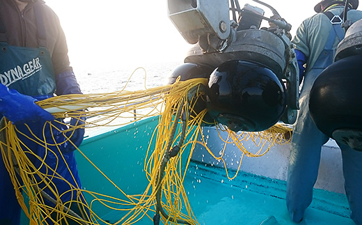 【先行受付】【訳あり】生しらす1kg【TV等で話題の凍眠（急速冷凍）】【 しらす シラス 海鮮丼 冷凍 凍眠 お寿司 青魚 しらす丼 】