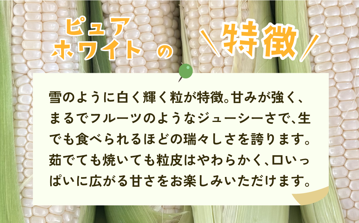 【先行予約】【訳あり】下妻産朝採りとうもろこし（ピュアホワイト）約6kg【2026年6月下旬～7月下旬ころ順次発送予定】【 とうもろこし とうきび トウモロコシ 甘い スイーツ デザート ピュアホワイト コーン 人気 野菜 新鮮 おすすめ 】