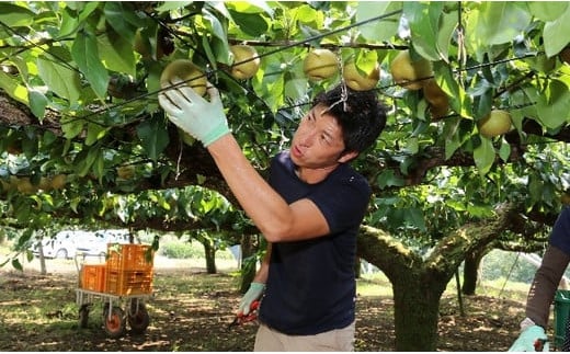 【先行予約】茨城県産「幸水梨」約5kg【2026年8月上旬～8月中旬にかけて発送予定】【 こうすい 果物 くだもの フルーツ 国産 季節限定 人気 贈り物 お取り寄せ デザート 】