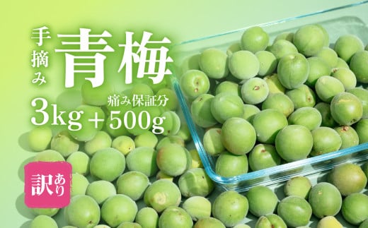 【先行予約】【訳あり】青梅3kg＋500g（傷み保証分） 計3.5kg【2026年5月末～6月頃発送予定】【 青梅 梅酒 梅 うめ 梅シロップ 梅ジュース 梅ジャム 障がい者雇用 】