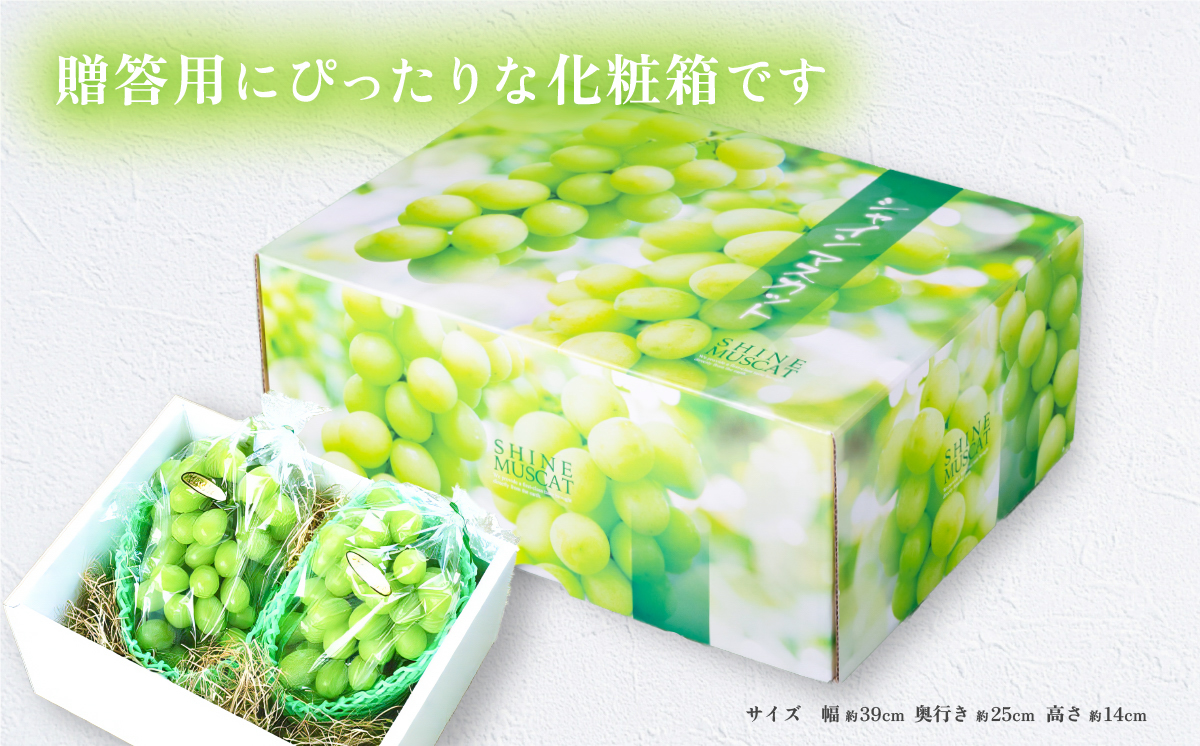 【2026年 先行予約】シャインマスカット2~3房（約1.5kg）贈答用【石崎ぶどう園】（2026年8月下旬から9月下旬頃発送予定）【 フルーツ 果物 ぶどう ブドウ 葡萄 シャイン マスカット 茨城県産 国産 人気 農園 スイーツ お取り寄せ 】