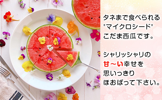 【先行予約】茨城県産ピノガール約3kg（2個）【2026年5月中旬～6月中旬ごろ発送予定】【 こだますいか 小玉すいか スイカ 西瓜 果物 くだもの フルーツ 国産 季節限定 人気 贈り物 お取り寄せ プレゼント 厳選 デザート 】