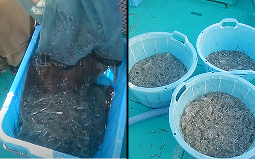 【先行受付】【訳あり】生しらす1kg【TV等で話題の凍眠（急速冷凍）】【 しらす シラス 海鮮丼 冷凍 凍眠 お寿司 青魚 しらす丼 】