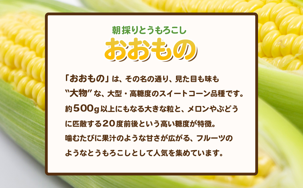 【訳あり】【先行予約】下妻産朝採りとうもろこし（おおもの）約6kg【2026年7月上旬～8月中旬ころ順次発送予定】【 とうもろこし コーン 糖度 トウモロコシ おおもの 朝採り 新鮮 スイートコーン スイート 】