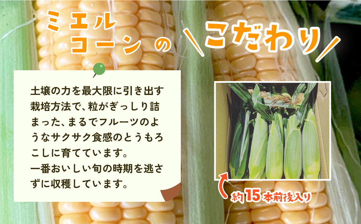 【先行予約】下妻産朝採りとうもろこし（ミエルコーン）約6kg【 とうもろこし とうきび トウモロコシ ジューシー 甘い 蜂蜜 はちみつ ミエル Miel スイーツ デザート ミエルコーン 人気 野菜 新鮮 おすすめ スイートコーン 】