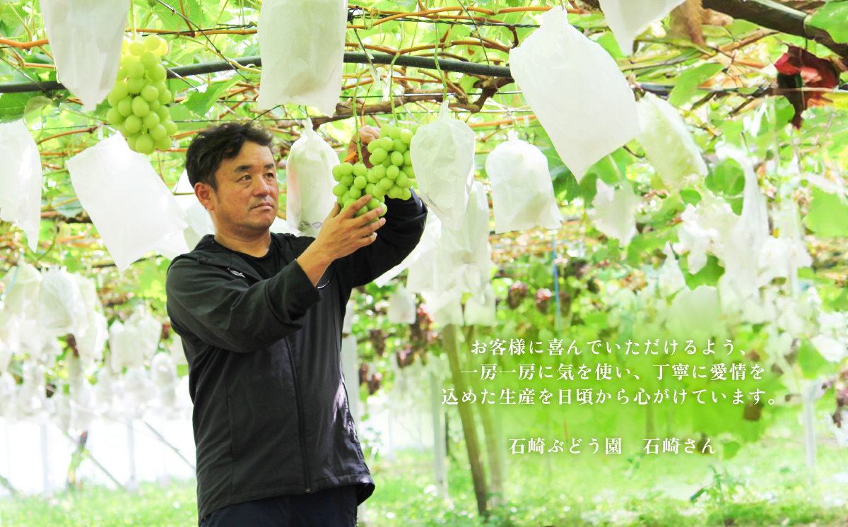 【2026年 先行予約】シャインマスカット2~3房（約1.5kg）贈答用【石崎ぶどう園】（2026年8月下旬から9月下旬頃発送予定）【 フルーツ 果物 ぶどう ブドウ 葡萄 シャイン マスカット 茨城県産 国産 人気 農園 スイーツ お取り寄せ 】