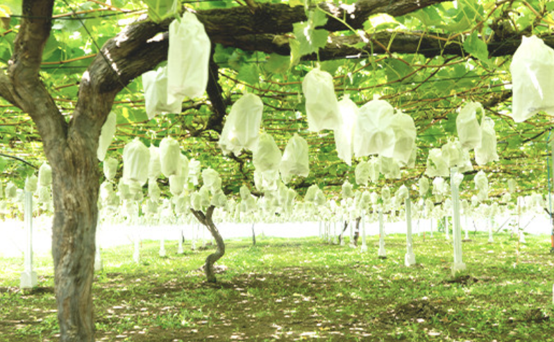 ã 2026幎 å
è¡äºçŽ ã ã·ã£ã€ã³ãã¹ã«ãã ïŒ æ¢š é£ã¹æ¯ã¹ã»ãã ã·ã£ã€ã³ãã¹ã«ãã 2æ¿ çŽ1kg ïŒæ¢š 4~5çïŒæ°é«æ¢šåã¯æ°èïŒ ã 2026幎9æäžæ¬é ã10æäžæ¬çºéäºå® ã ã ãã«ãŒã æç© ã¶ã©ã ãã㊠è¡è ã·ã£ã€ã³ ãã¹ã«ãã æ¢š æ°é«æ¢š æ°è èšåçç£ åœç£ äººæ° èŸ²å ã¹ã€ãŒã ãåãå¯ã ã