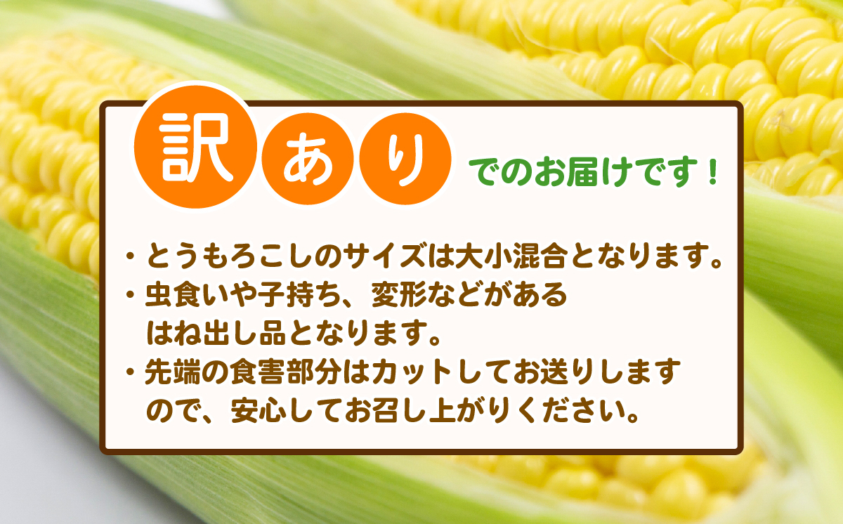 【訳あり】【先行予約】下妻産朝採りとうもろこし（おおもの）約6kg【2026年7月上旬～8月中旬ころ順次発送予定】【 とうもろこし コーン 糖度 トウモロコシ おおもの 朝採り 新鮮 スイートコーン スイート 】