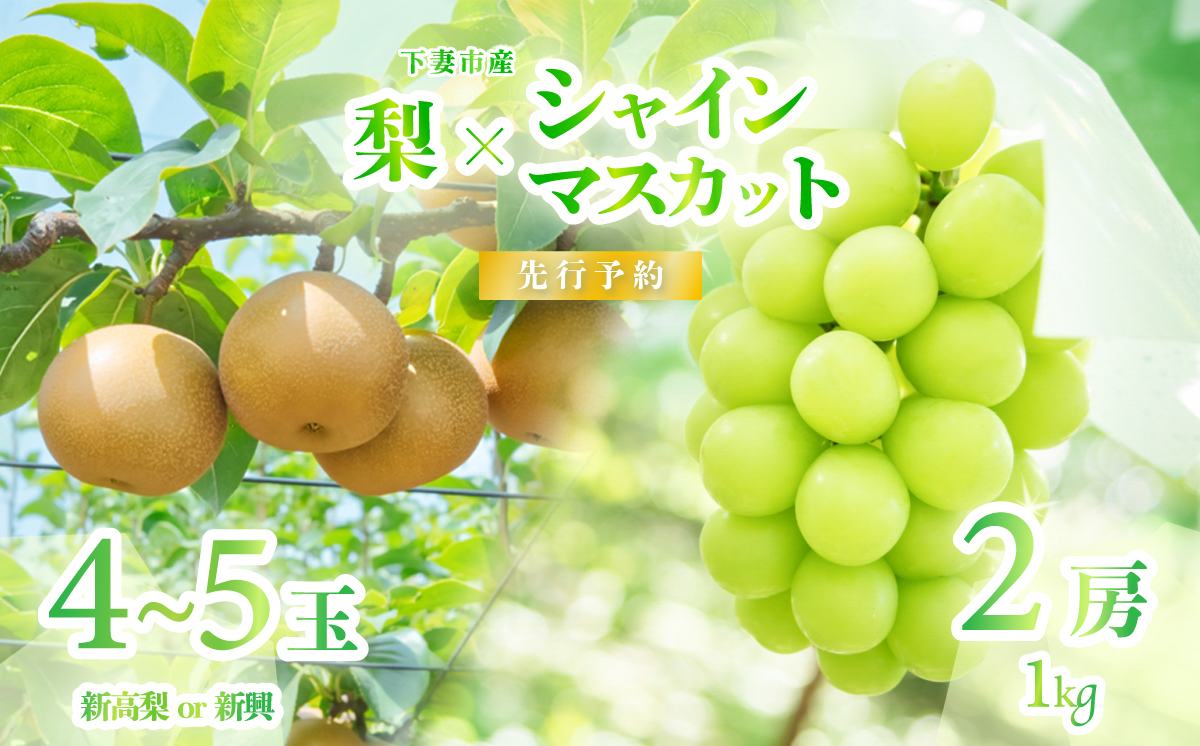 [ 2026年 先行予約 ] シャインマスカット & 梨 食べ比べセット シャインマスカット 2房 約1kg +梨 4~5玉(新高梨又は新興) [ 2026年9月中旬頃〜10月上旬発送予定 ] [ フルーツ 果物 ぶどう ブドウ 葡萄 シャイン マスカット 梨 新高梨 新興 茨城県産 国産 人気 農園 スイーツ お取り寄せ ]