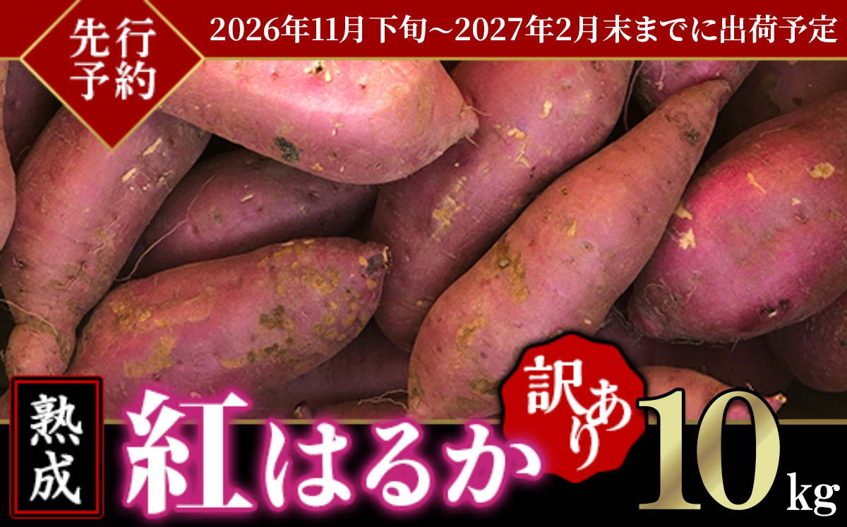 【先行予約】【訳あり】茨城県産熟成さつまいも「紅はるか」10kg【2026年11月下旬～2027年2月末までに出荷予定】【 さつまいも 紅はるか 芋 サツマイモ 甘い 焼き芋 スイートポテト 茨城県産 大容量 不揃い ねっとり 】