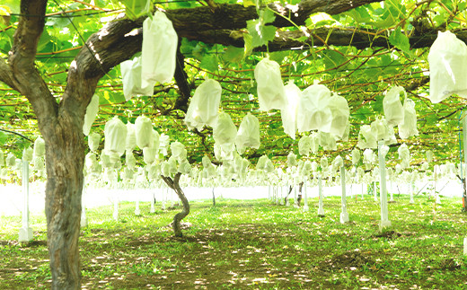 ã 2026幎 å
è¡äºçŽ ã ã·ã£ã€ã³ãã¹ã«ãã ïŒ æ¢š é£ã¹æ¯ã¹ã»ãã ã·ã£ã€ã³ãã¹ã«ãã 1æ¿ çŽ650ïœïŒç²ããã¯(100gåïŒïŒæ¢š 2çïŒè±æ°Žåã¯ããã¥ãïŒ ã 2026幎9æäžæ¬ïœ9æäžæ¬é çºéäºå® ã ã ãã«ãŒã æç© ã¶ã©ã ãã㊠è¡è ã·ã£ã€ã³ ãã¹ã«ãã æ¢š ããã¥ã è±æ°Ž èšåçç£ åœç£ äººæ° èŸ²å ã¹ã€ãŒã ãåãå¯ã ã