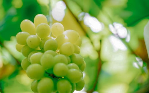 【2026年 先行予約】シャインマスカット2~3房（約1.5kg）贈答用【石崎ぶどう園】（2026年8月下旬から9月下旬頃発送予定）【 フルーツ 果物 ぶどう ブドウ 葡萄 シャイン マスカット 茨城県産 国産 人気 農園 スイーツ お取り寄せ 】