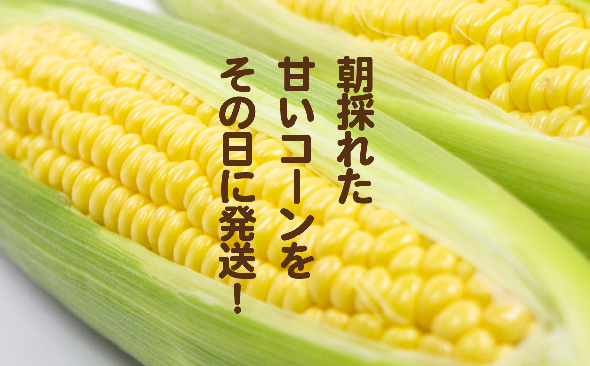 【訳あり】【先行予約】下妻産朝採りとうもろこし（おおもの）約6kg【2026年7月上旬～8月中旬ころ順次発送予定】【 とうもろこし コーン 糖度 トウモロコシ おおもの 朝採り 新鮮 スイートコーン スイート 】