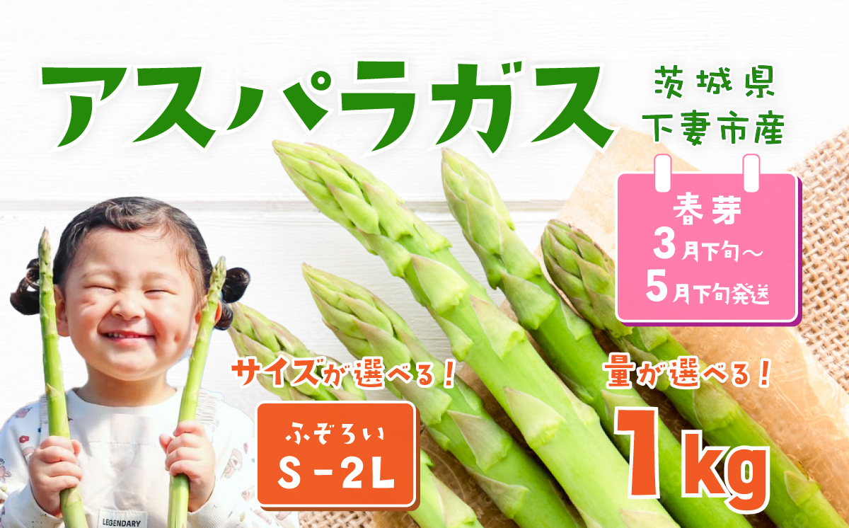 朝採りアスパラガス 1kg S〜2Lサイズ(ふぞろい) ハウス栽培 春芽 26年3月下旬〜5月発送 【 先行予約 グリーンアスパラ 野菜 サラダ 農家直送 産地直送 訳あり 不揃い ふぞろい 】