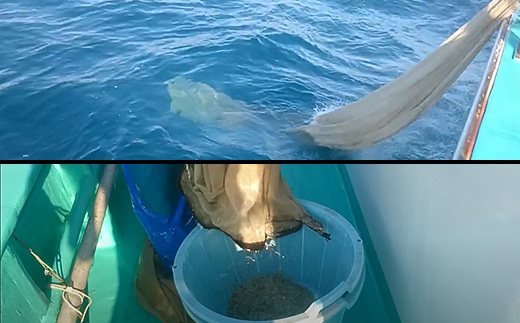 【先行受付】【訳あり】生しらす1kg【TV等で話題の凍眠（急速冷凍）】【 しらす シラス 海鮮丼 冷凍 凍眠 お寿司 青魚 しらす丼 】