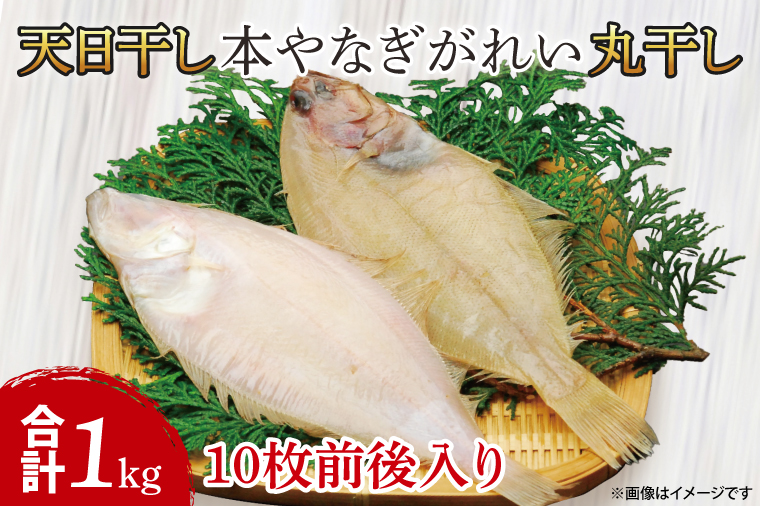 AI004　天日干　本やなぎがれい干　1kg