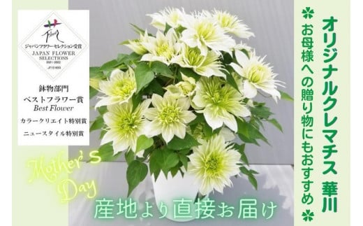 【先行予約】【長谷川園芸】オリジナル クレマチス「華川」〔ベストフラワー賞受賞品種〕５寸【母の日 ギフト プレゼント 贈答 花のある生活】(AT213)