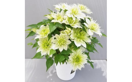 【先行予約】【長谷川園芸】オリジナル クレマチス「華川」〔ベストフラワー賞受賞品種〕５寸【母の日 ギフト プレゼント 贈答 花のある生活】(AT213)