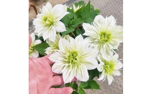 【先行予約】【長谷川園芸】オリジナル クレマチス「華川」〔ベストフラワー賞受賞品種〕５寸【母の日 ギフト プレゼント 贈答 花のある生活】(AT213)