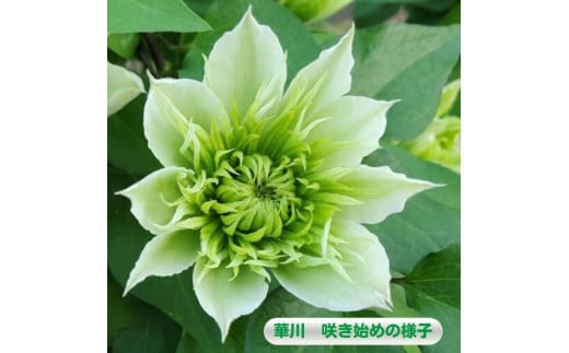 【先行予約】【長谷川園芸】オリジナル クレマチス「華川」〔ベストフラワー賞受賞品種〕５寸【母の日 ギフト プレゼント 贈答 花のある生活】(AT213)