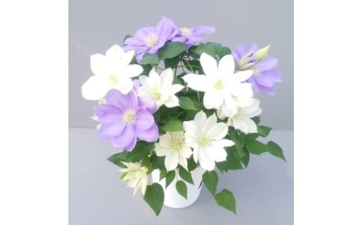 【先行予約】【長谷川園芸】クレマチス６寸２色咲き〔北浜×パストラーレ〕１鉢 【母の日 ギフト プレゼント 贈答 花のある生活】(AT216)