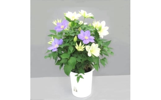 【先行予約】【長谷川園芸】クレマチス６寸２色咲き〔北浜×パストラーレ〕１鉢 【母の日 ギフト プレゼント 贈答 花のある生活】(AT216)