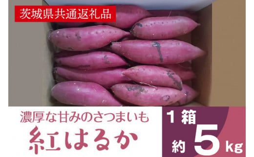 濃厚な甘みさつまいも 紅はるか5kg（茨城県共通返礼品・行方市産）(AK101)