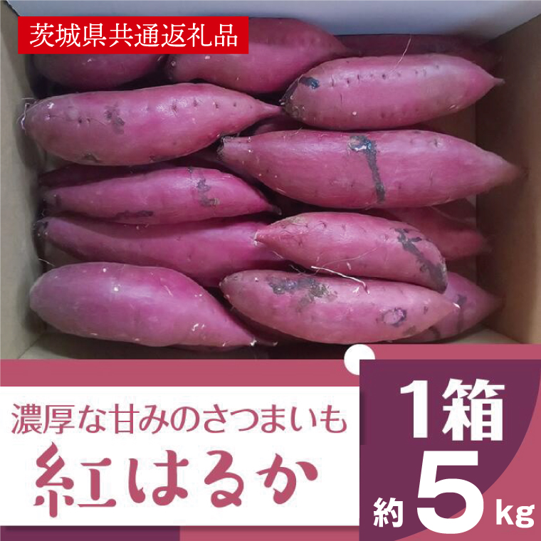 2025年度産 濃厚な甘みさつまいも 紅はるか5kg【茨城県共通返礼品/行方市】【さつまいも サツマイモ 芋 お芋 甘い ねっとり 美味しい 大量 茨城県 北茨城市 】(AK201)