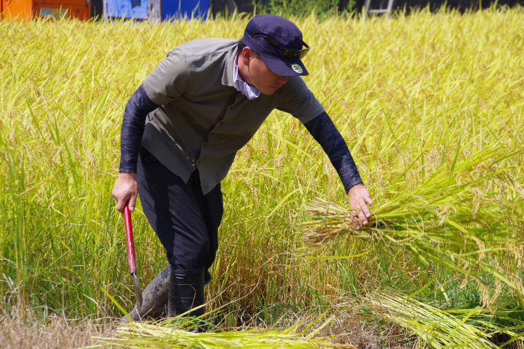 【令和6年産】【新米】正直米　1.8kg【こしひかり　コシヒカリ　特別栽培米　農家直販　おいしい　高品質　5000円以下】(BI001-1)