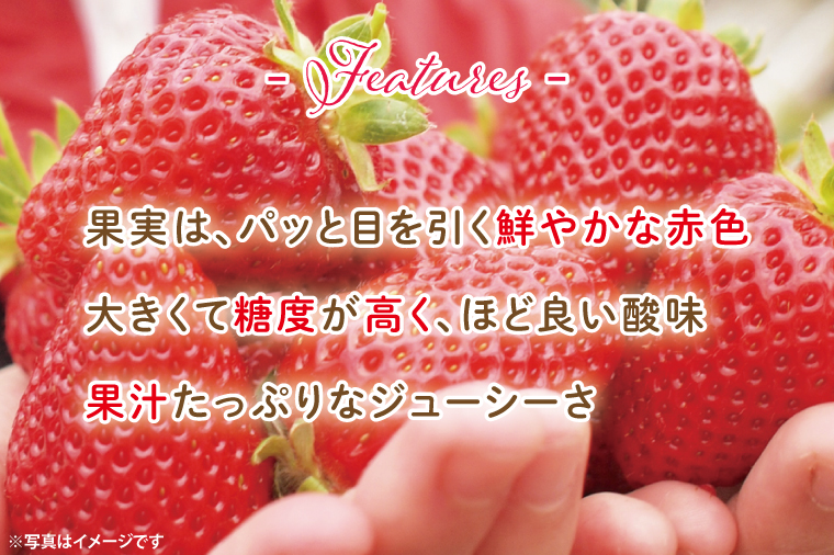 【茨城県共通返礼品/ 行方市産・水戸市産】【2025年1月より順次発送】いちご 「とちおとめ」 約260gパック×4【イチゴ 苺 フルーツ 果物 甘い 大粒】(CS002)