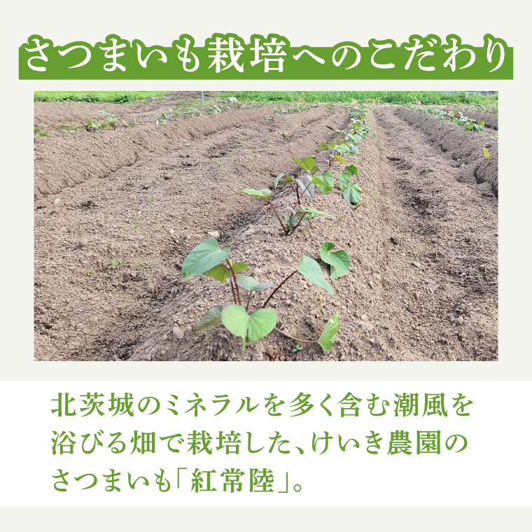 「特撰」干し芋紅常陸　平干し 600ｇ【紅常陸 べにひたち さつまいも サツマイモ 甘い おいしい 袋詰め ギフトボックス 10000円以内】(BV008)
