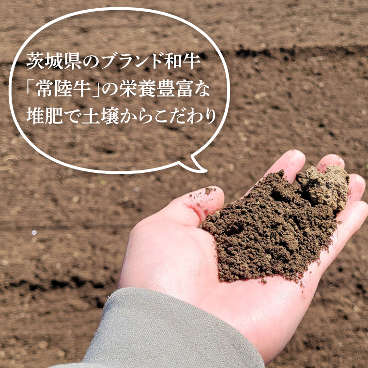 「特撰」干し芋紅常陸　丸干し 700ｇ【紅常陸 べにひたち さつまいも サツマイモ 甘い おいしい 袋詰め ギフトボックス 】(BV012)