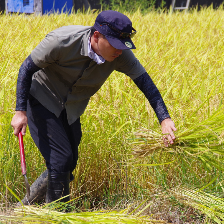 ★五つ星マイスター★【令和7年産】正直米こしひかり（特秀）5kg　特別栽培米 【 米 お米 精米 こしひかり コシヒカリ コンテスト 受賞  特別米  5kg】(BC202)