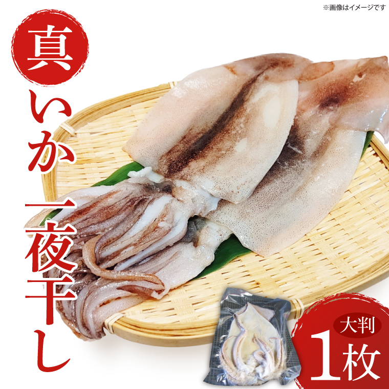 真いか一夜干　(大判１枚)|イカ 真イカ 海鮮 魚介 海の幸 真空 茨城県 北茨城市（BH007）
