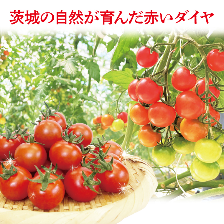 珊瑚トマト　150ｇパック×12入り【野菜 トマト とまと ミニトマト みにとまと フルーツトマト 新鮮 リコピン ビタミン】（AX202）