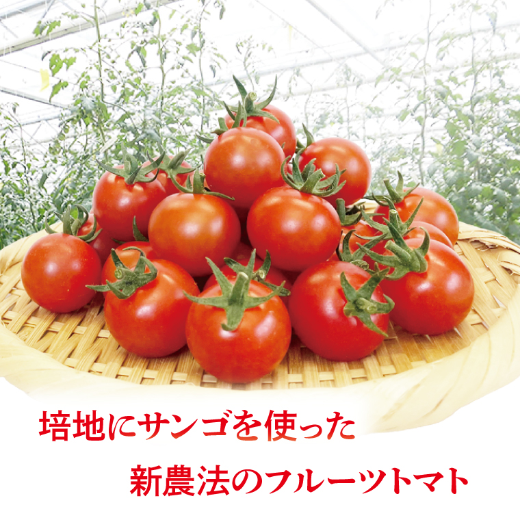 珊瑚トマト　150ｇパック×12入り【野菜 トマト とまと ミニトマト みにとまと フルーツトマト 新鮮 リコピン ビタミン】（AX202）