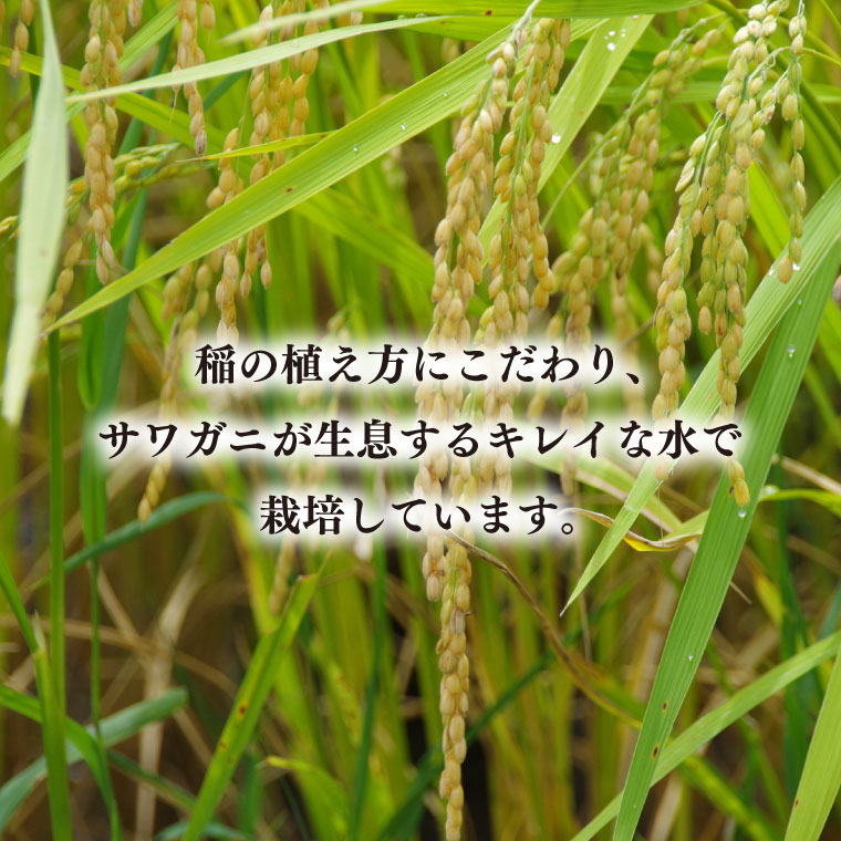 【令和7年産】コシヒカリ　10kg【安心 美味しい お米 おにぎり 茨城県 北茨城市】(BD103)