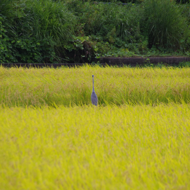 【令和7年産】コシヒカリ　10kg【安心 美味しい お米 おにぎり 茨城県 北茨城市】(BD103)