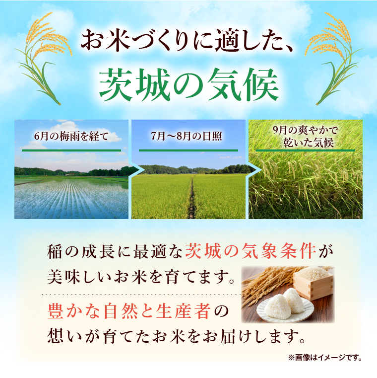 令和7年産 茨城県産 無洗米コシヒカリ5kg【お米 米 コメ こめ こしひかり 無洗米 北茨城市 茨城県】(AL256)