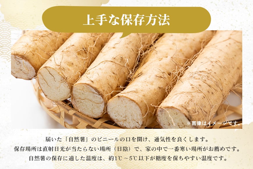 笠間自然薯研究会の自然薯カット ご家庭用 約800g 笠間自然薯研究会 自然薯 長芋 山芋 とろろ とろろご飯 野菜 ねばねば 健康食品 美容効果 笠間市産 茨城県産 栄養たっぷり ギフトに最適 新鮮 国内生産 高級根菜 美容 健康 美味しい 産地直送 滋養強壮 DG-004