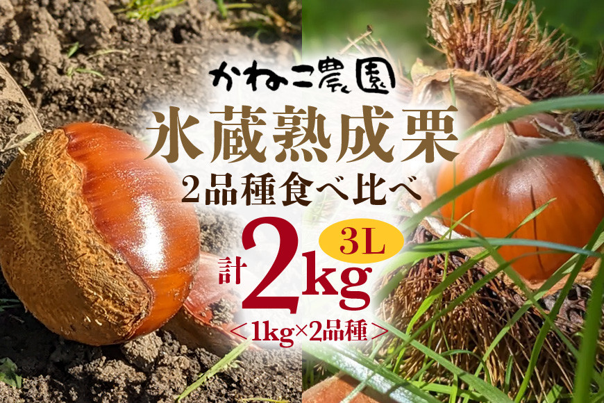 【2026年先行予約】 笠間の栗・かねこ農園の氷蔵熟成栗 食べ比べ1kg×2品種（3L） 栗 クリ くり 生栗 茨城県 笠間市 ＜11月上旬～1月に順次発送予定 11月16日まで受付＞